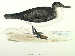 Audubon's Shearwater