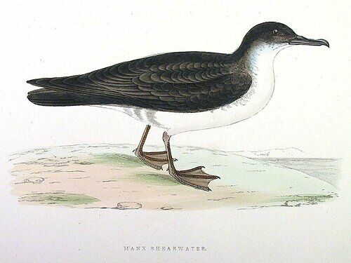 Manx Shearwater