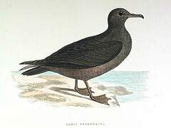 Sooty Shearwater