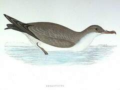 Grey Petrel