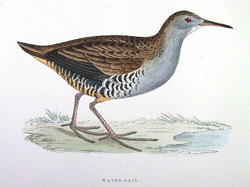 Water Rail