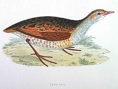 Corn Crake