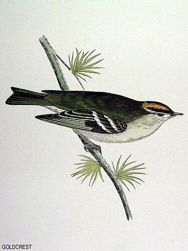 Goldcrest