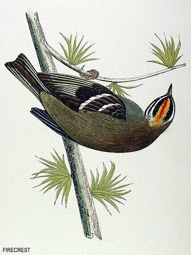 Common Firecrest