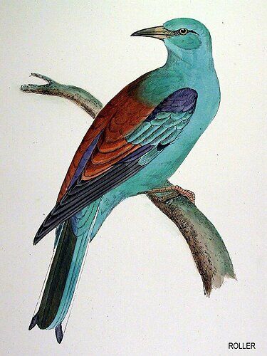 European Roller