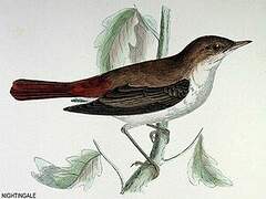 Common Nightingale