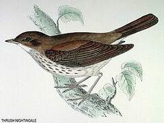 Thrush Nightingale