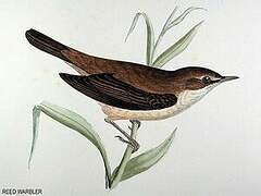 Common Reed Warbler