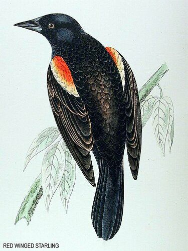 Red-winged Starling