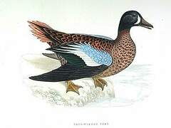 Blue-winged Teal