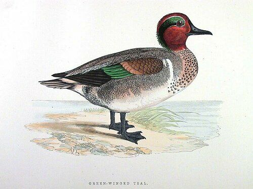 Green-winged Teal