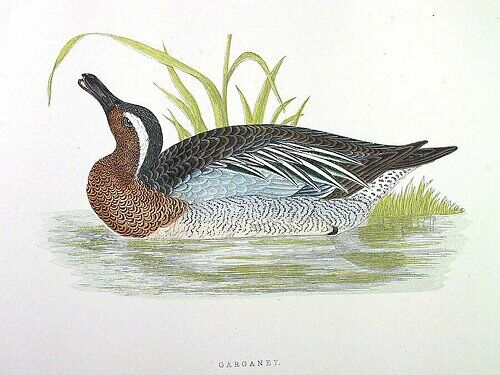 Garganey