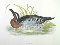 Garganey