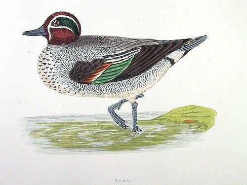 Eurasian Teal