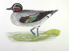 Eurasian Teal