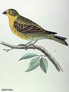 European Serin