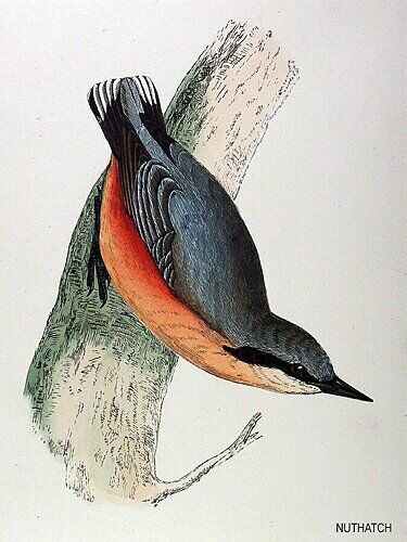 Eurasian Nuthatch