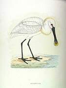 Eurasian Spoonbill