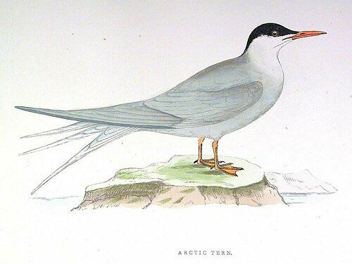 Arctic Tern