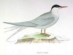 Arctic Tern