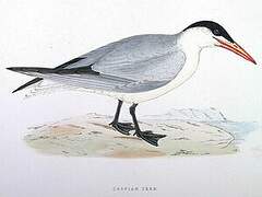 Caspian Tern