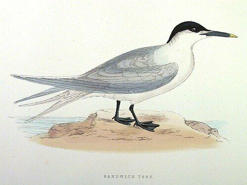 Sandwich Tern