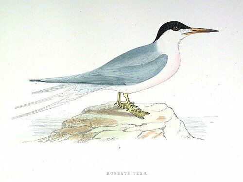 Roseate Tern