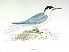 Roseate Tern