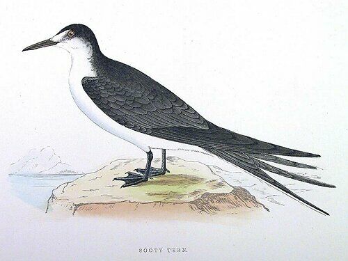 Sooty Tern