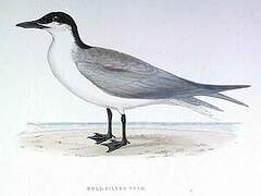 Gull-billed Tern