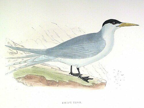 Greater Crested Tern