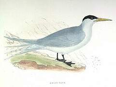 Greater Crested Tern