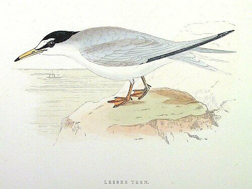 Little Tern