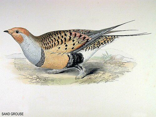 Pallas's Sandgrouse