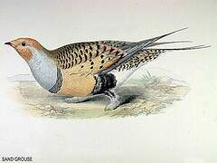 Pallas's Sandgrouse