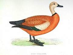 Ruddy Shelduck