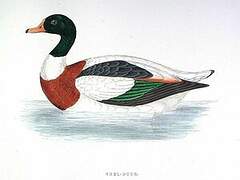 Common Shelduck