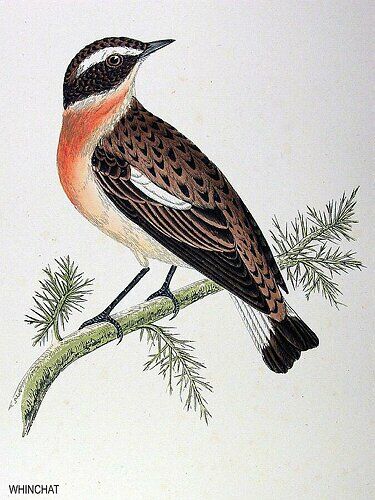 Whinchat