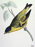 Eurasian Siskin