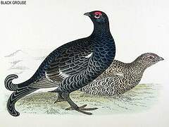 Black Grouse