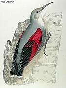 Wallcreeper