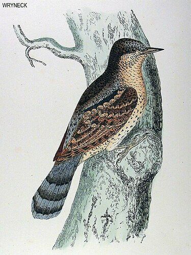 Eurasian Wryneck