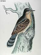 Eurasian Wryneck