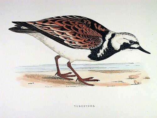 Ruddy Turnstone