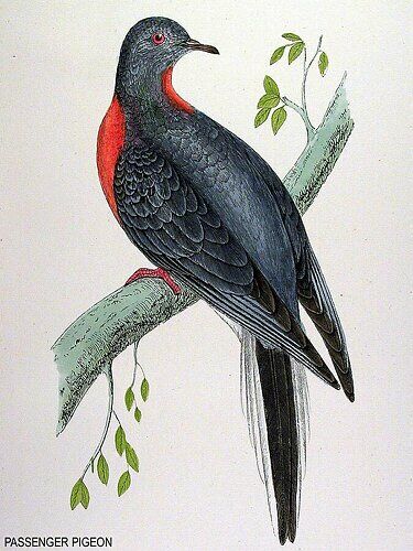 Passenger Pigeon