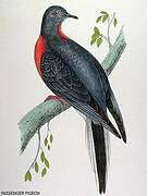 Passenger Pigeon