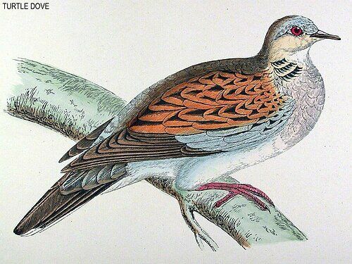 European Turtle Dove