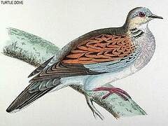 European Turtle Dove