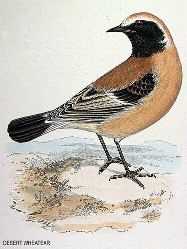 Desert Wheatear