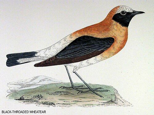 Western Black-eared Wheatear